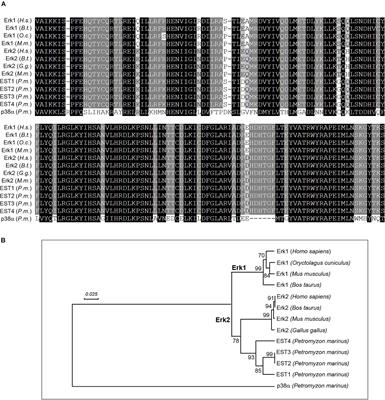 Activated Erk Is an Early Retrograde Signal After Spinal Cord Injury in the Lamprey